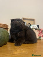 Scottish Fold cats - Advert 6