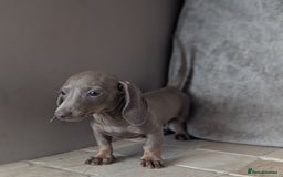 Miniature Dachshund dogs for sale: Miniature dachshund puppies  - Image 17