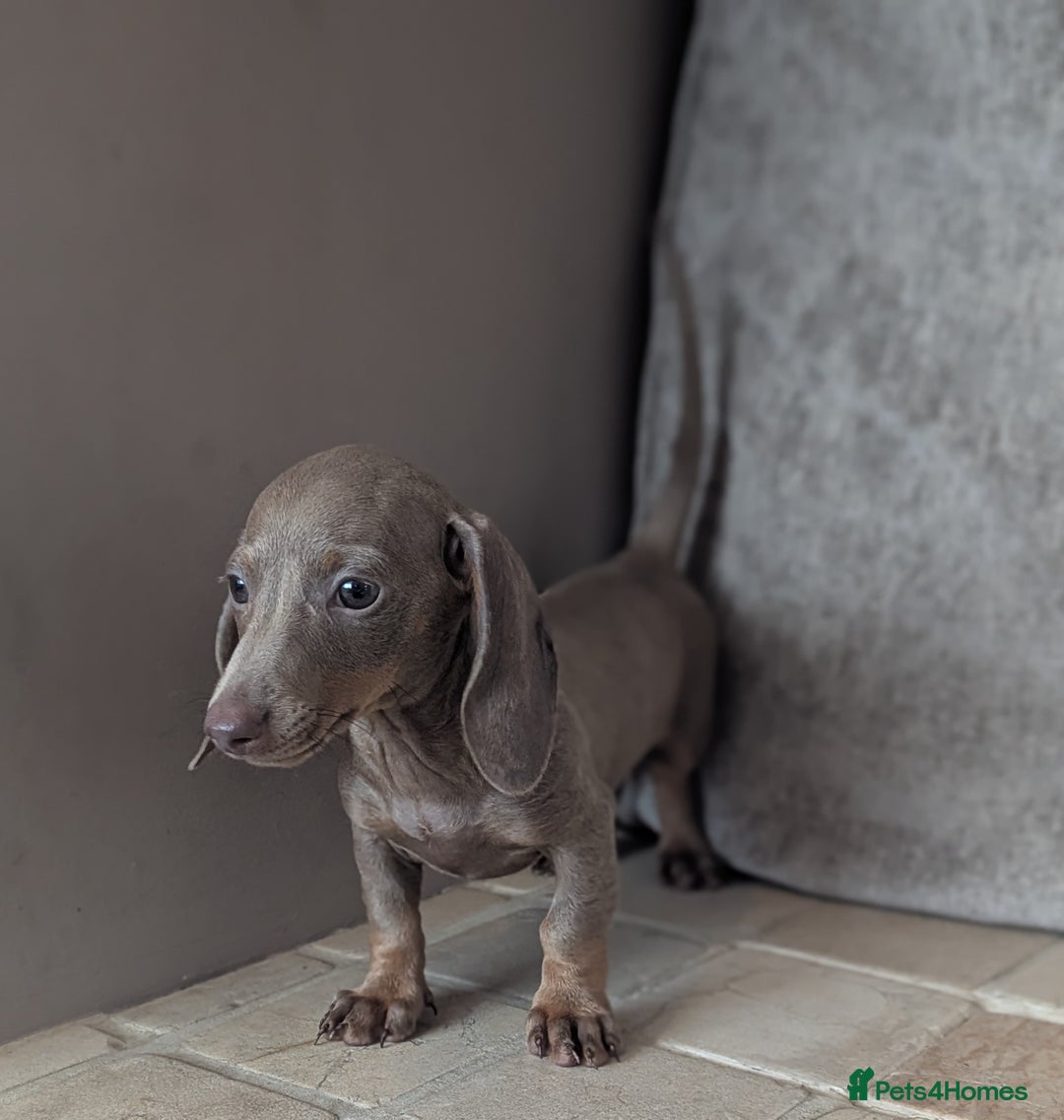 Miniature Dachshund dogs for sale: Miniature dachshund puppies  - Image 17