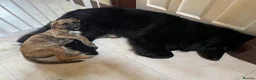 German Shepherd dogs for stud: *Proven* Black German Shepherd Dog Male at Stud  - Advert 4