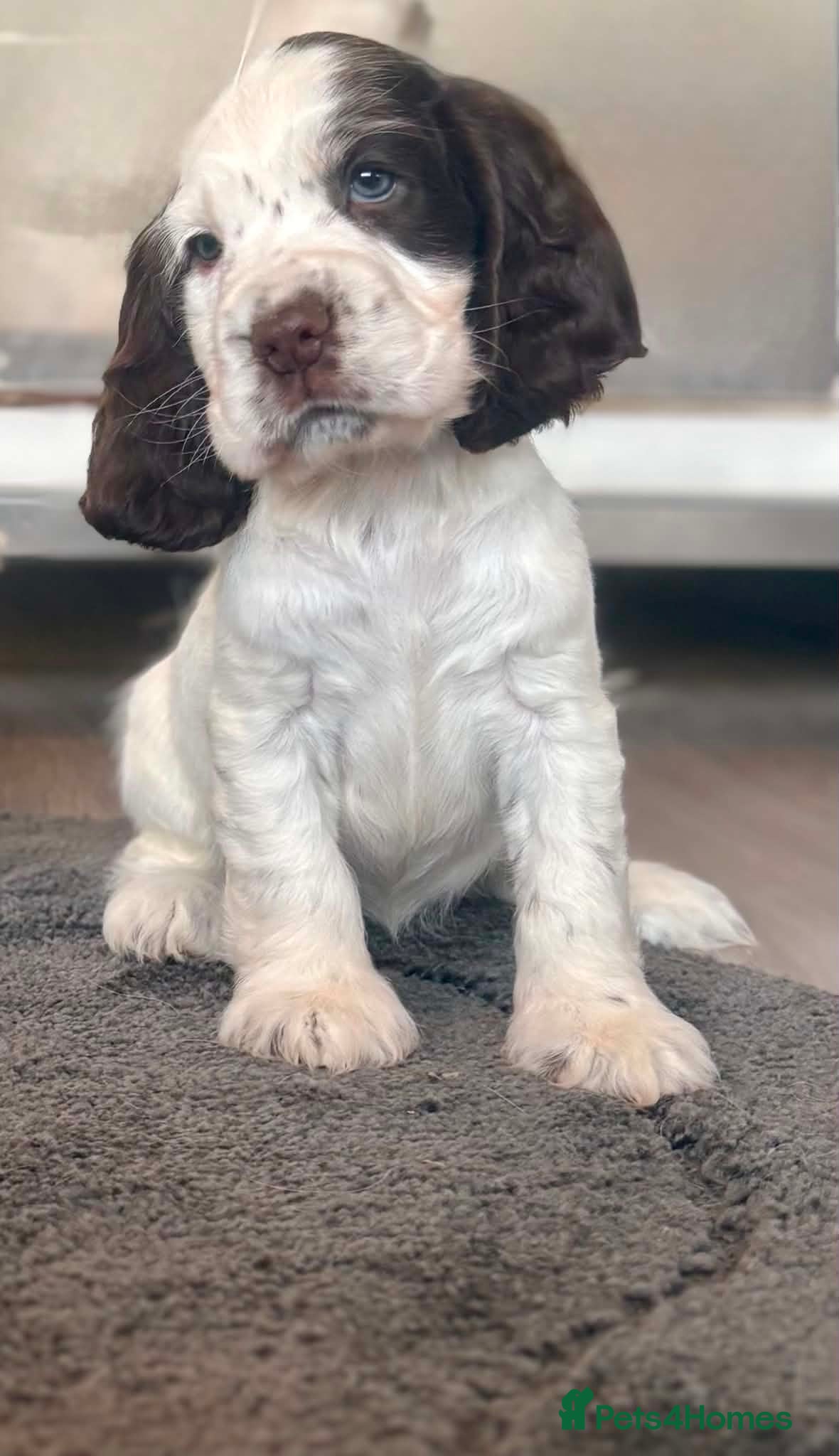 Cocker Spaniel dogs Stunning Litter of 8 show cocker spaniels  - Advert 16