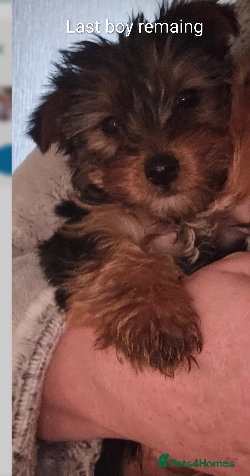 Yorkshire Terrier dogs Yorkshire Terriers looking for new homes - Advert 2