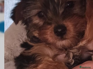 Yorkshire Terrier dogs Yorkshire Terriers looking for new homes - Advert 2