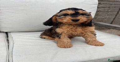 Cockapoo dogs in Denbigh - Advert 14