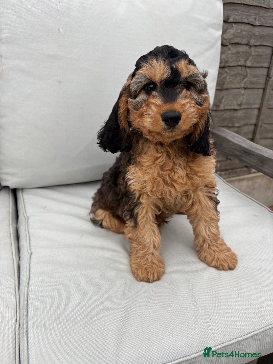 Cockapoo dogs for sale: F1 Cockapoo Puppies DNA clear in Denbigh - Image 3