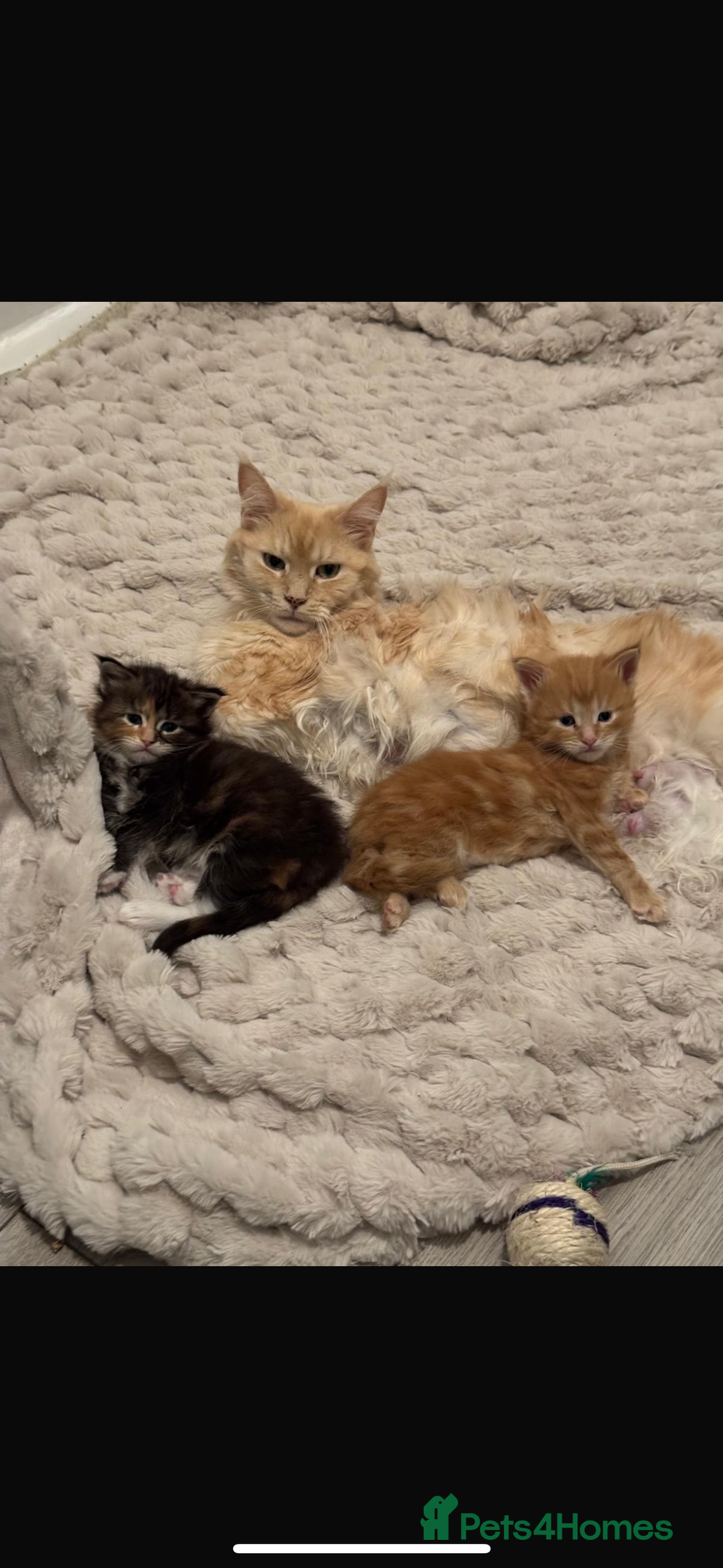Maine Coon cats for sale: Maine coon kittens 5 girls  - Advert 8