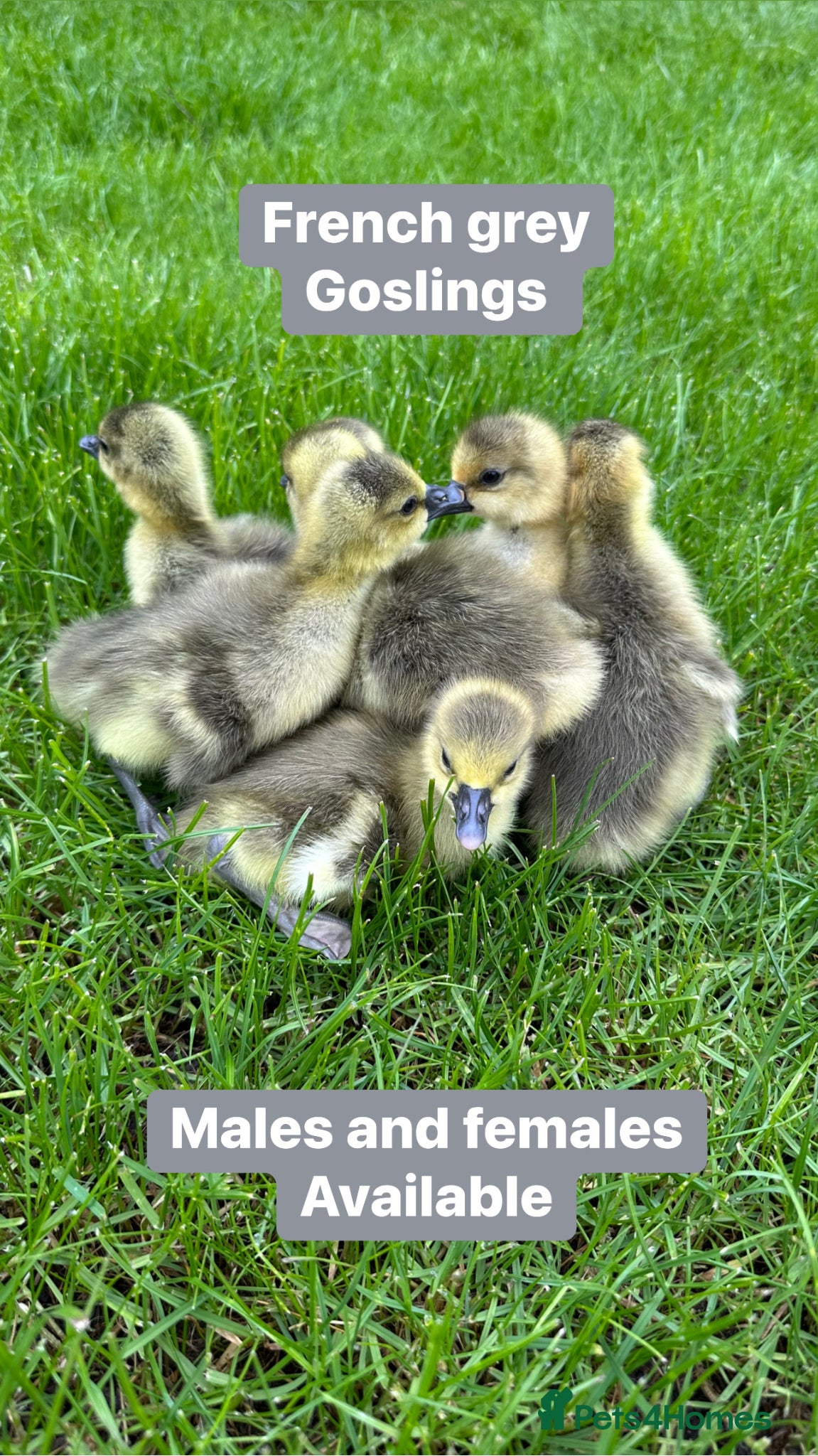 Geese poultry Day old female goslings - Advert 2