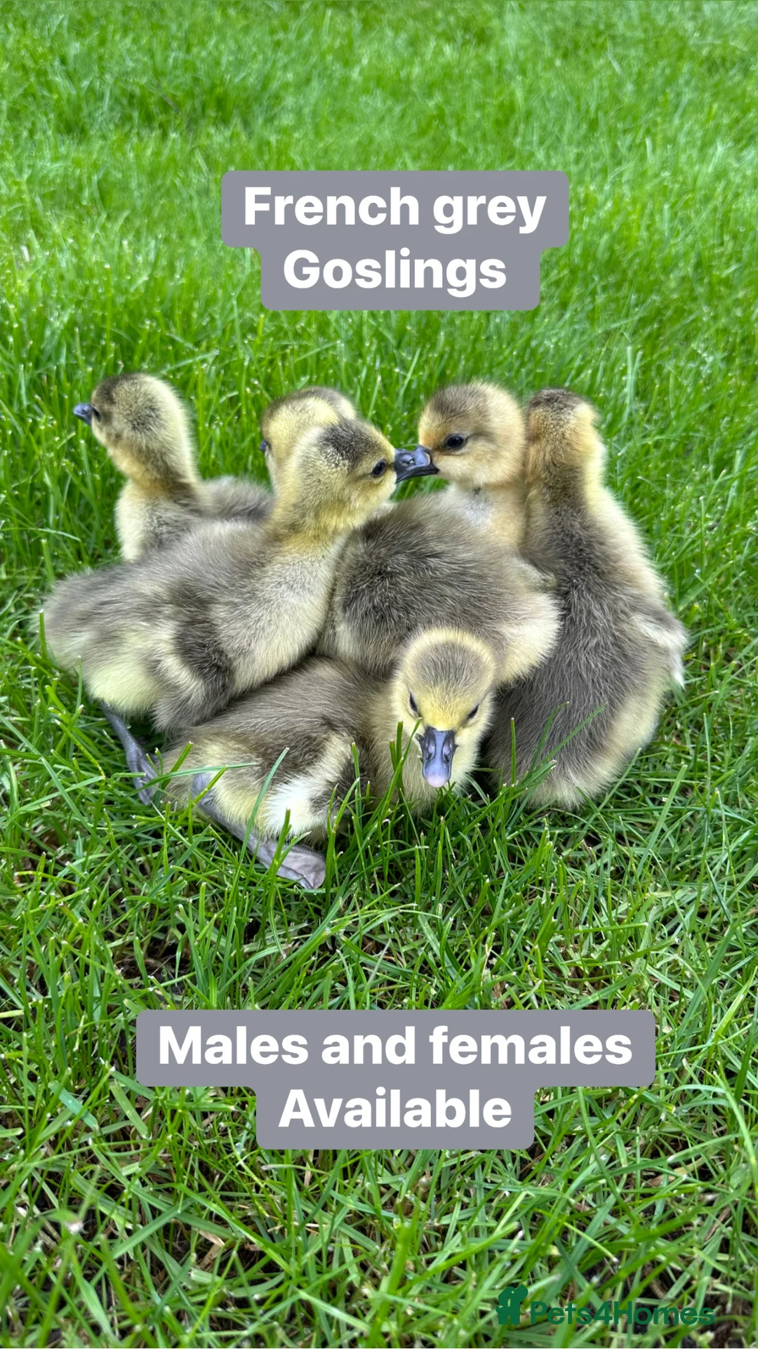 Geese poultry for sale: Day old female goslings in Colchester - Advert 2
