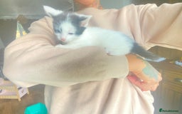 Domestic Shorthair cats for sale: 3 cuddly girl kittens available  - Image 3