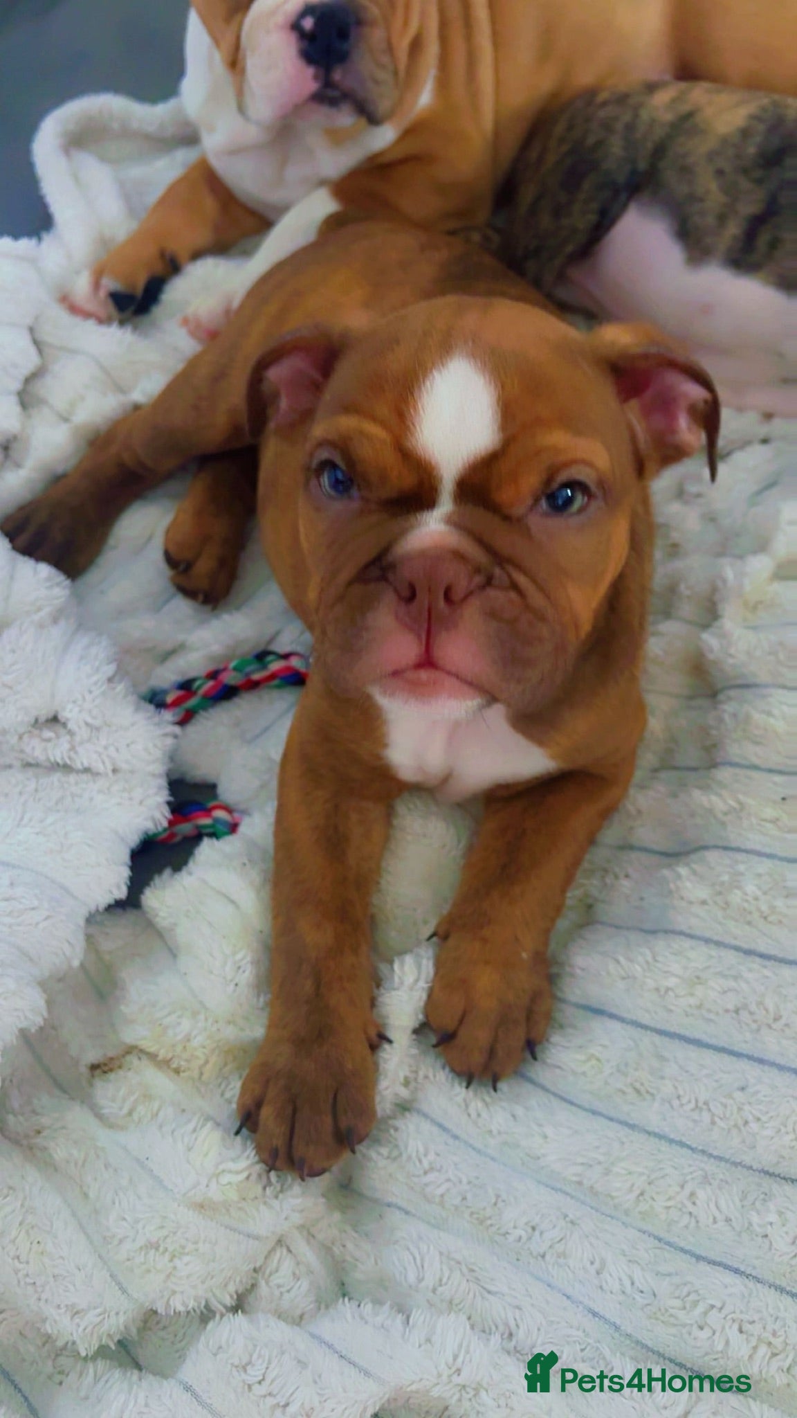 English Bulldog dogs ‼️FINAL REDUCTION ‼️DWKC ENGLISH BULLDOG PUPPIES - Advert 5