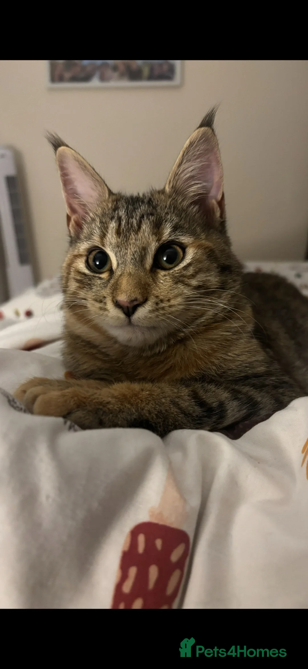 Mixed Breed cats for sale: Half Maine coon - Ashoka  in Beccles - Advert 2