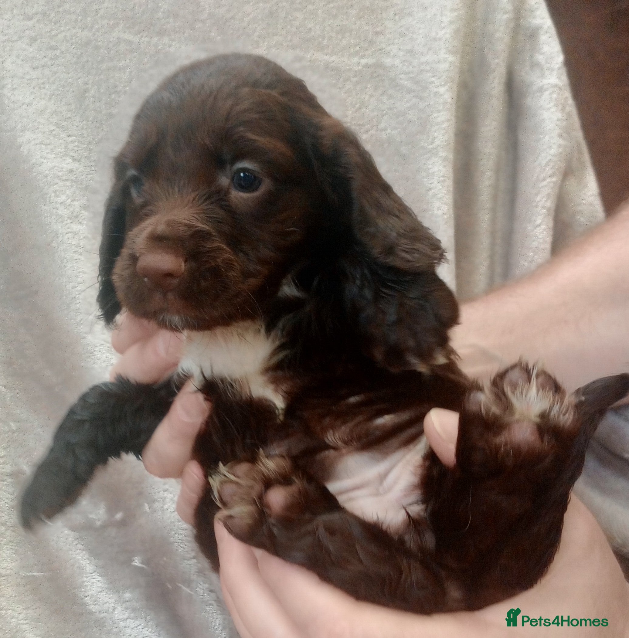 Sprocker dogs Sprocker puppies  - Advert 2