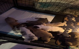 French Bulldog dogs for sale: French Bulldog Puppies 3 Male 4 Female  - Image 26