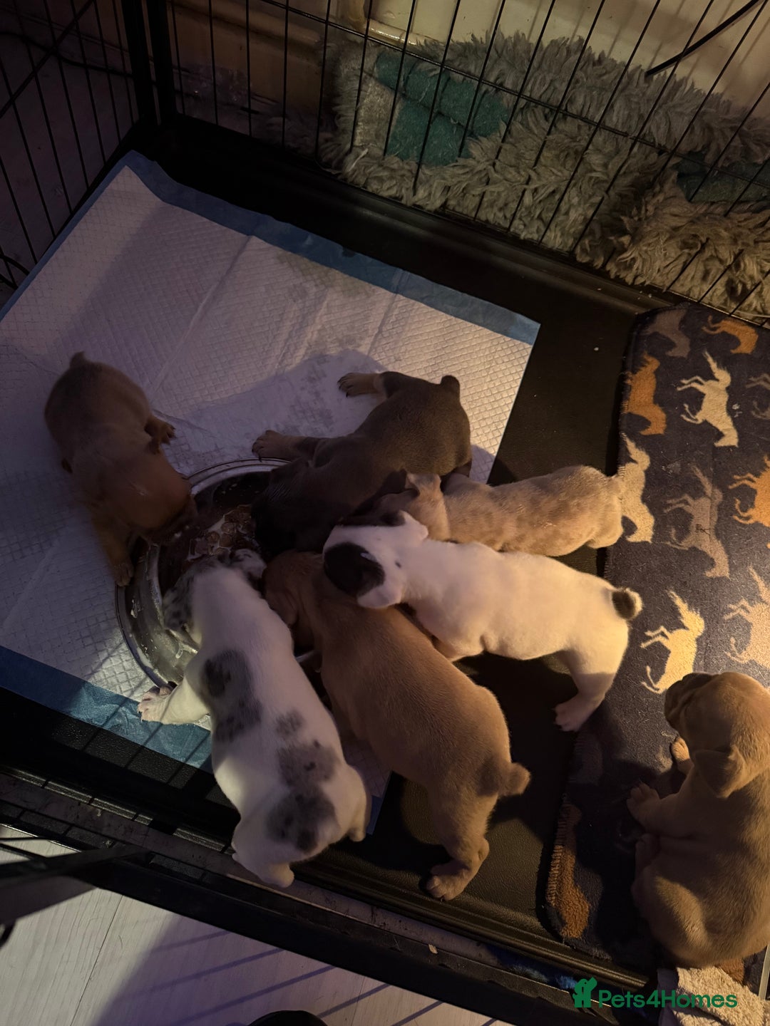 French Bulldog dogs for sale: French Bulldog Puppies 3 Male 4 Female  - Image 26