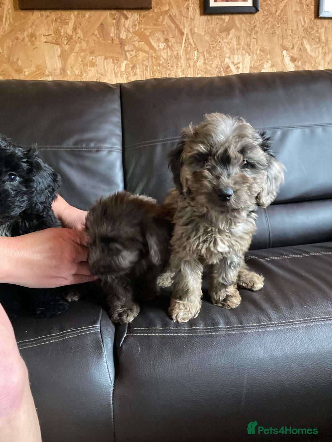 Cockapoo dogs for sale: Cockapoos  - Image 21