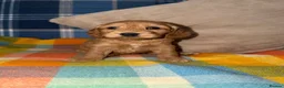 Cockapoo dogs for sale: 🧡💛💚Stunning Cockapoo Puppies - Ready 25th May - Advert 7