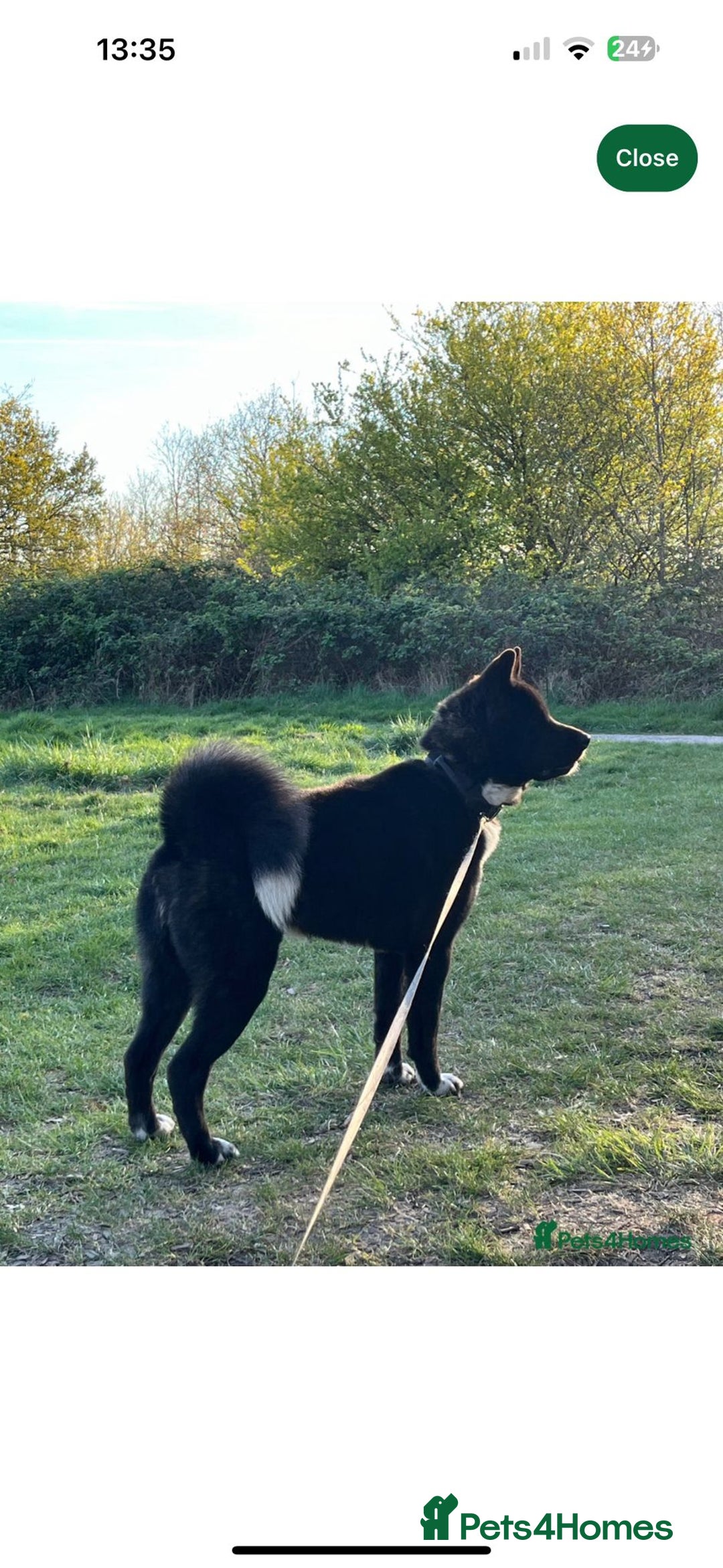 Akita dogs for sale: American Akita - Image 1