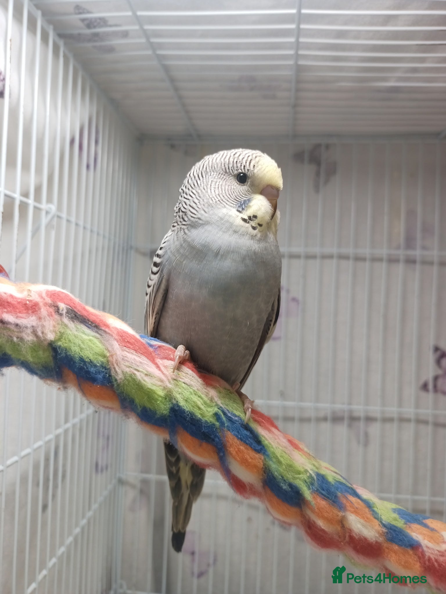 Budgerigars birds Superb home bred beautifully coloured baby budgies - Advert 6