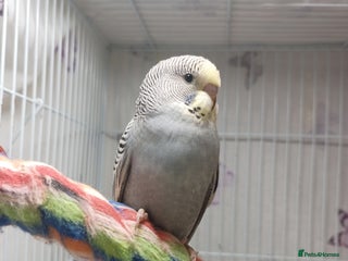 Budgerigars birds Superb home bred beautifully coloured baby budgies - Advert 6