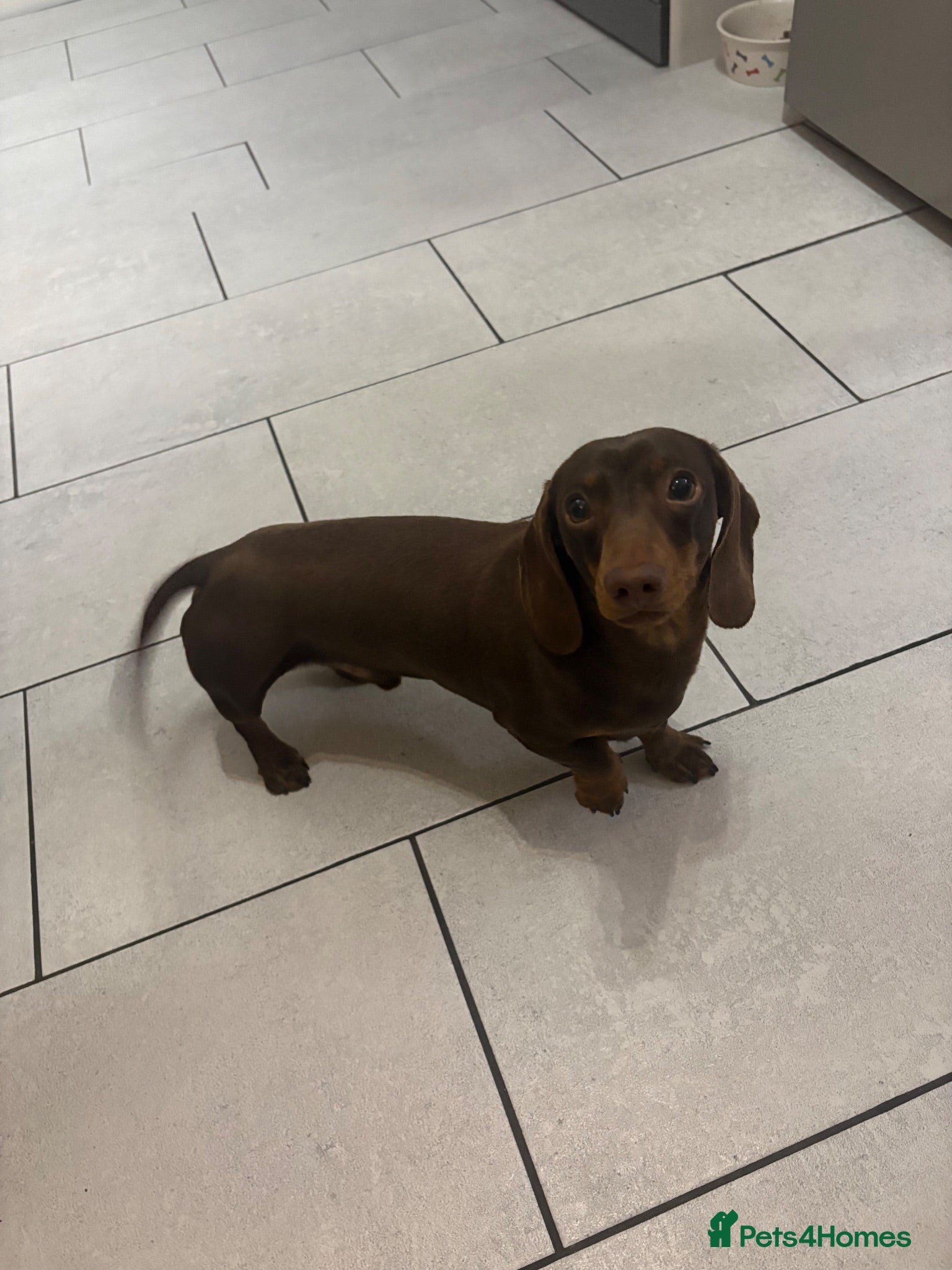 Miniature Dachshund dogs 2 year old  - Advert 1