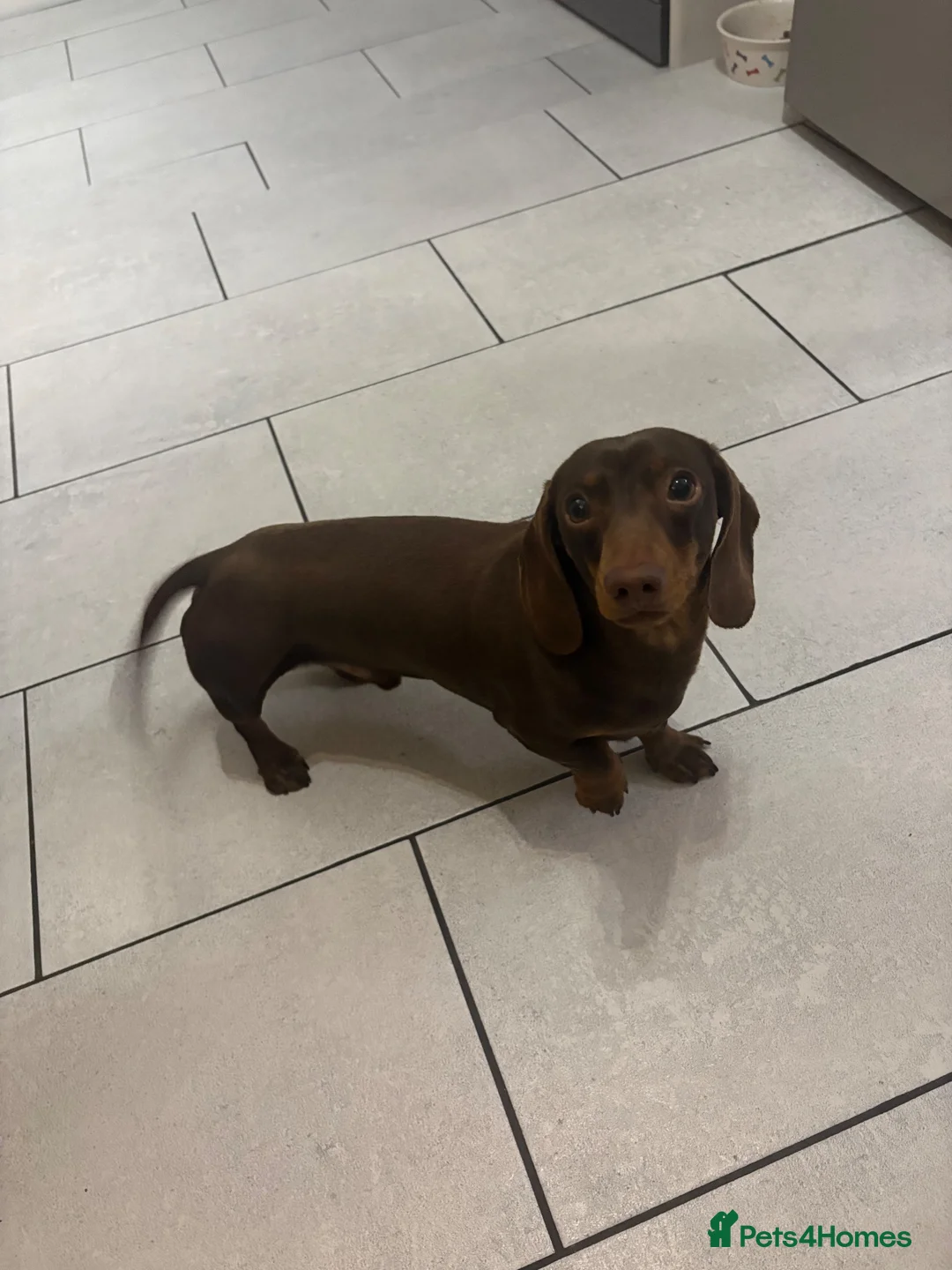 Miniature Dachshund dogs for sale: 2 year old  - Advert 1