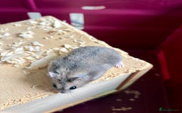 Hamster rodents for sale: Female winter white dwarf hamsters - Image 2