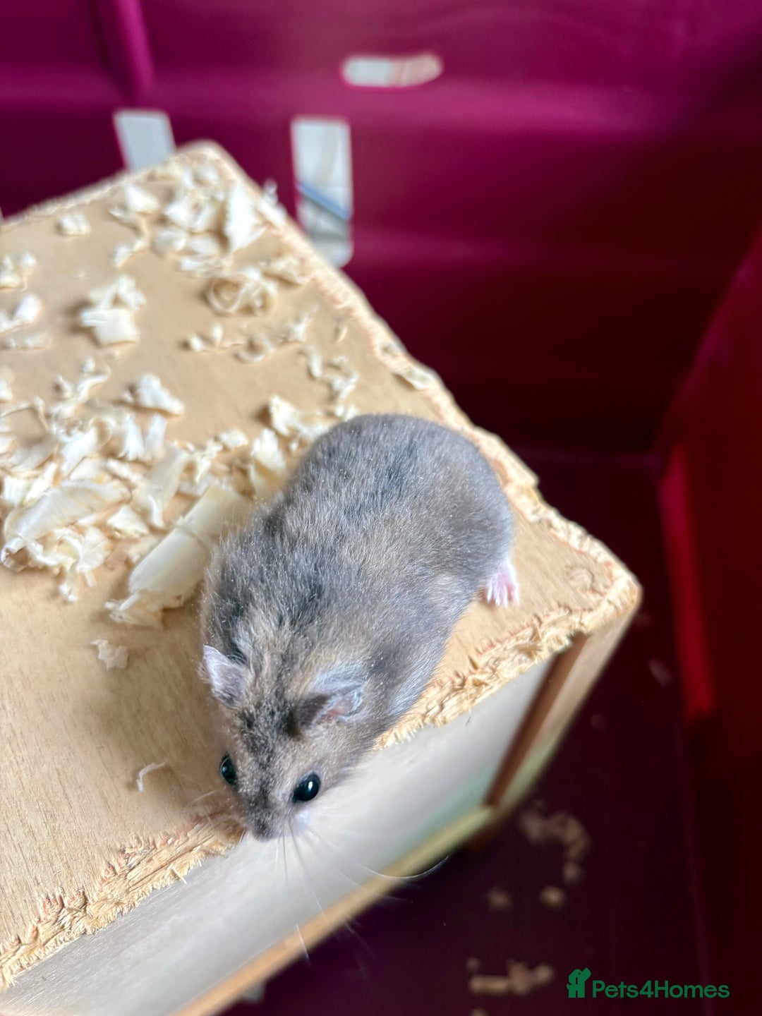 Hamster rodents for sale: Female winter white dwarf hamsters - Image 2