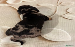 Dachshund dogs for sale: Pedigree Dachshund puppies PRA clear health tested - Image 15