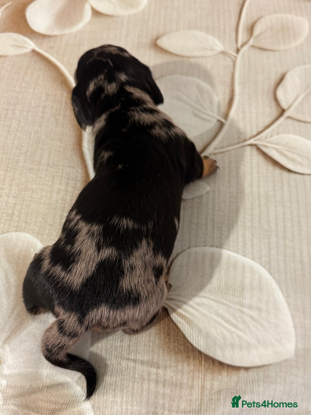 Dachshund dogs for sale: Pedigree Dachshund puppies PRA clear health tested - Image 15