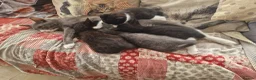 Domestic Shorthair cats for sale: 3 kittens - Advert 10