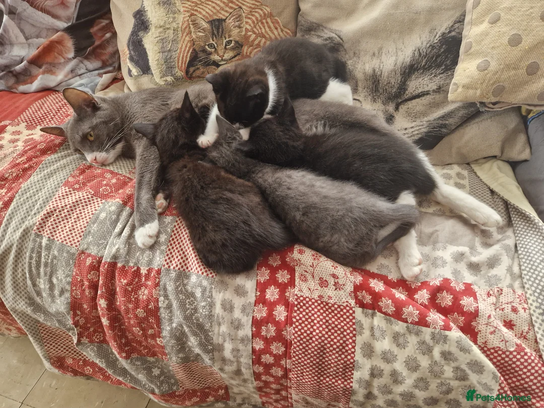 Domestic Shorthair cats for sale: 3 kittens - Advert 10
