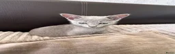 Russian Blue cats for sale: TICA Registered Russian Blue Kittens - Advert 12