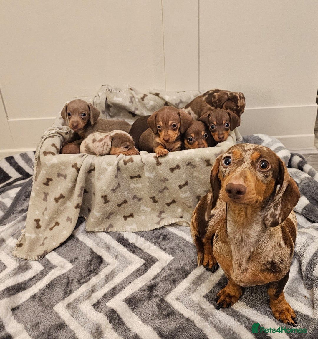 Miniature Dachshund dogs for sale: Stunning miniature dachshund puppies - Advert 1