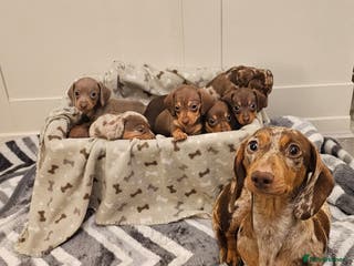 Miniature Dachshund dogs Stunning miniature dachshund puppies - Advert 6