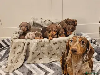 Miniature Dachshund dogs Stunning miniature dachshund puppies - Advert 17