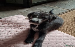 Mixed Breed dogs for sale: lurcher pup - Image 5