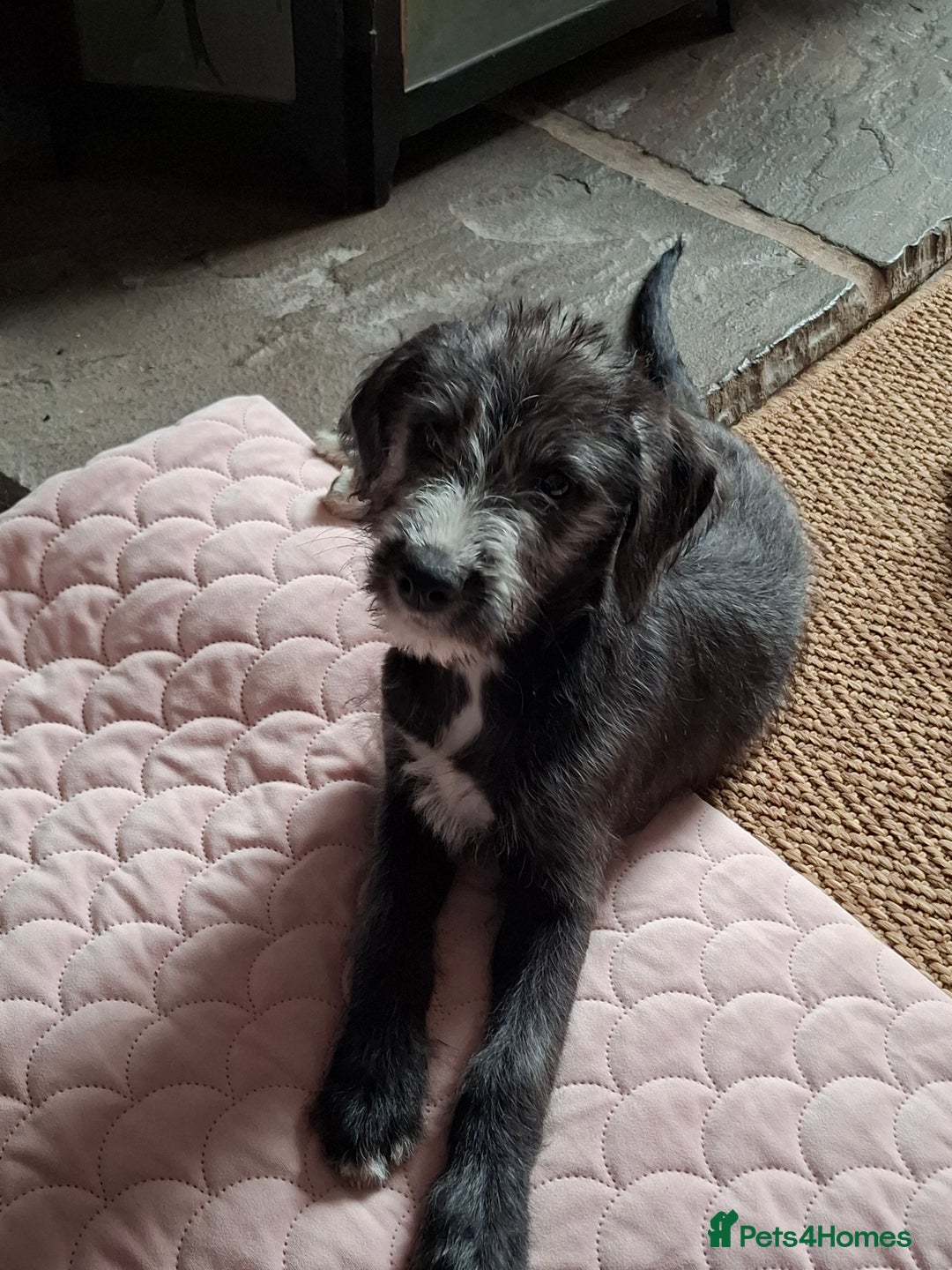 Mixed Breed dogs for sale: lurcher pup - Image 5