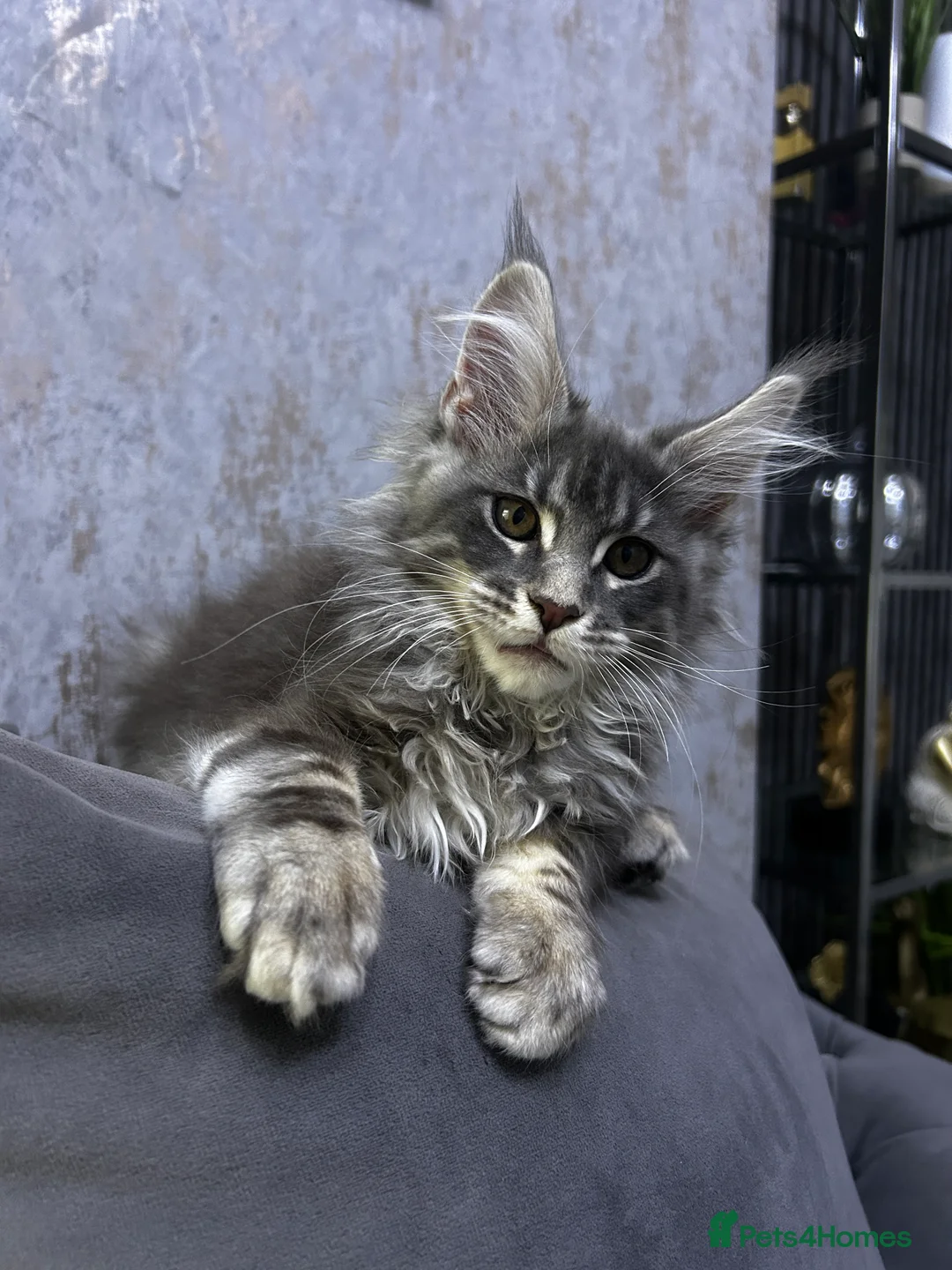Maine Coon cats for sale: Maine Coon girl ready to go now. - Advert 2