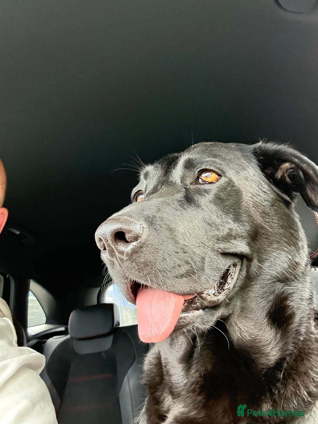 Labrador Retriever dogs for sale: 8 Black Labrador Pups in Hexham - Advert 2