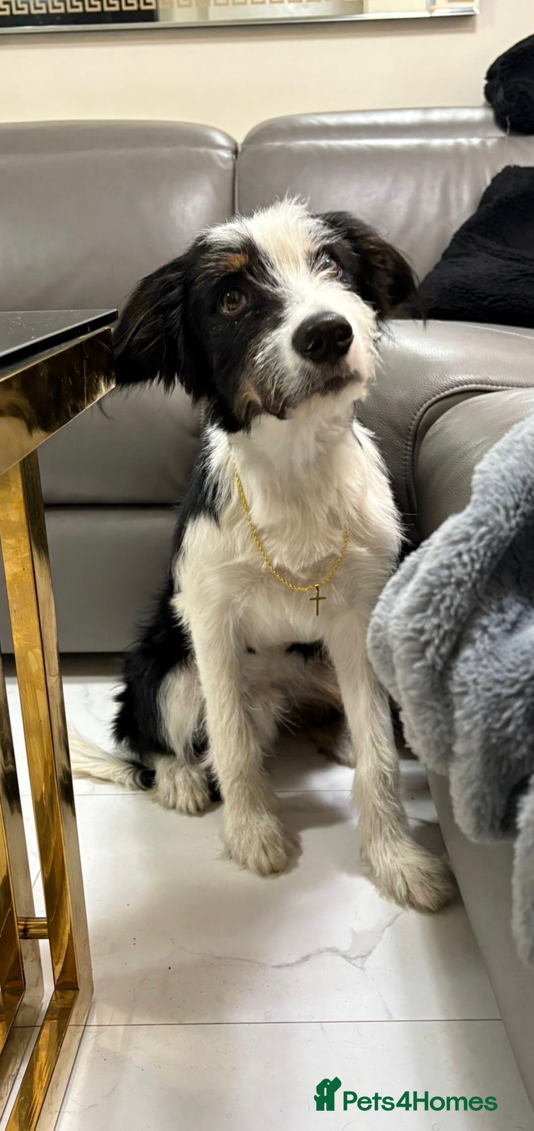 Mixed Breed dogs for stud: Border Collie × Bearded Collie Dog – 1 Year Old - Advert 8