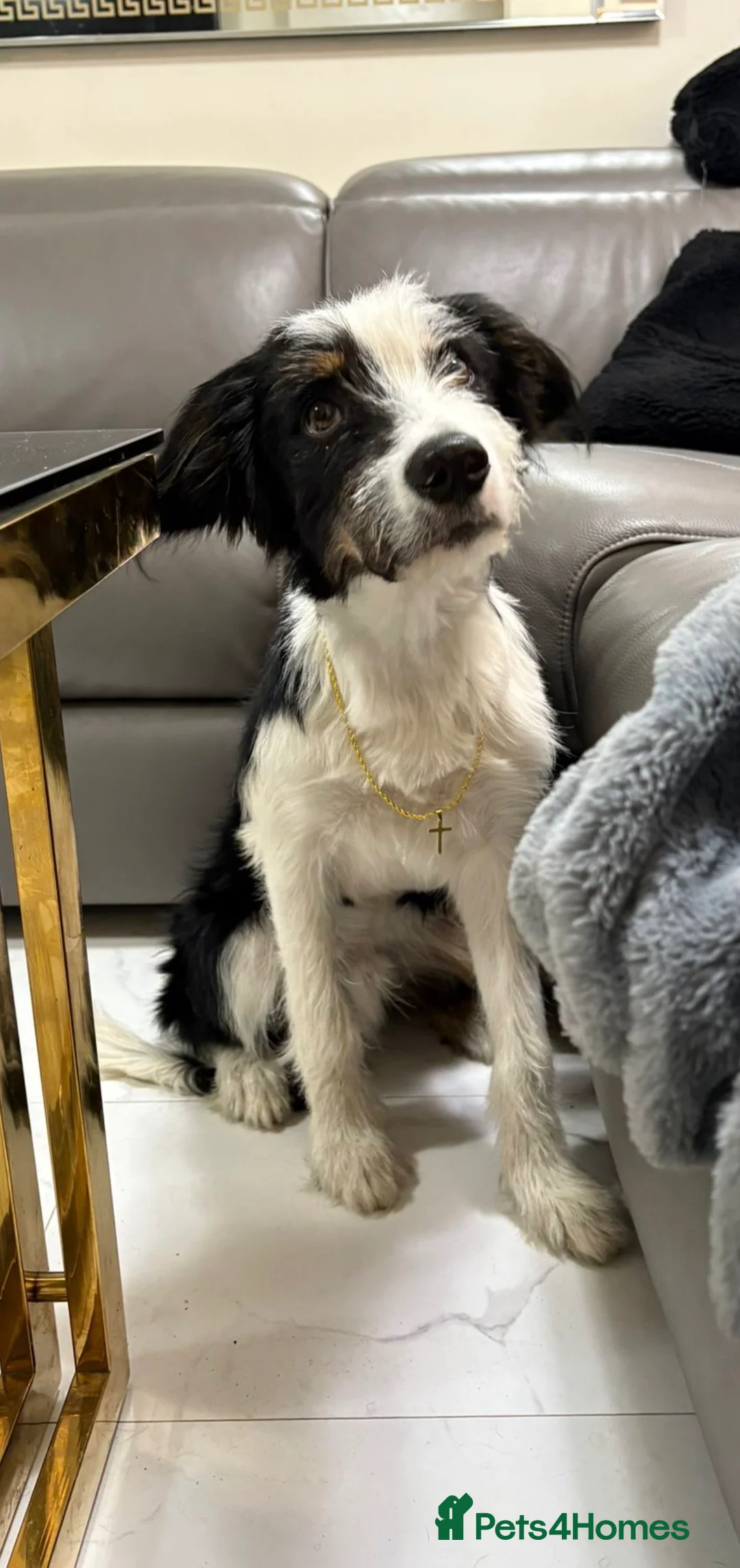 Mixed Breed dogs for stud: Border Collie × Bearded Collie Dog – 1 Year Old - Advert 8