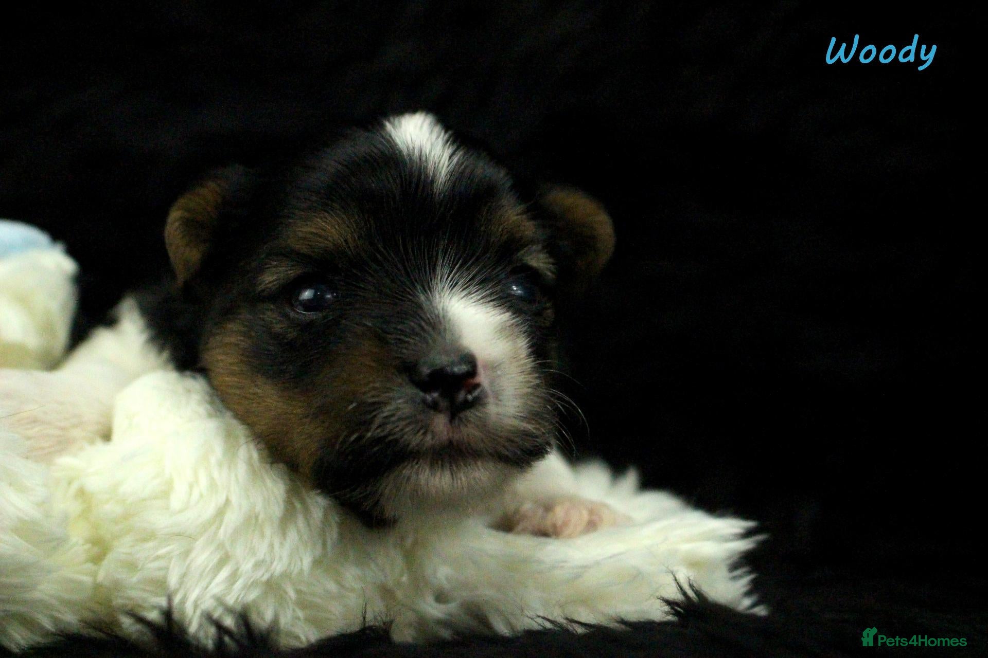 Biewer Terrier dogs for sale: ✨Stunning Biewer Yorkshire Terriers Ready Dec 26 ✨ - Advert 1