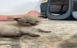 Ragdoll cats for sale: Ragdoll kittens £600-£1,000 - Image 17