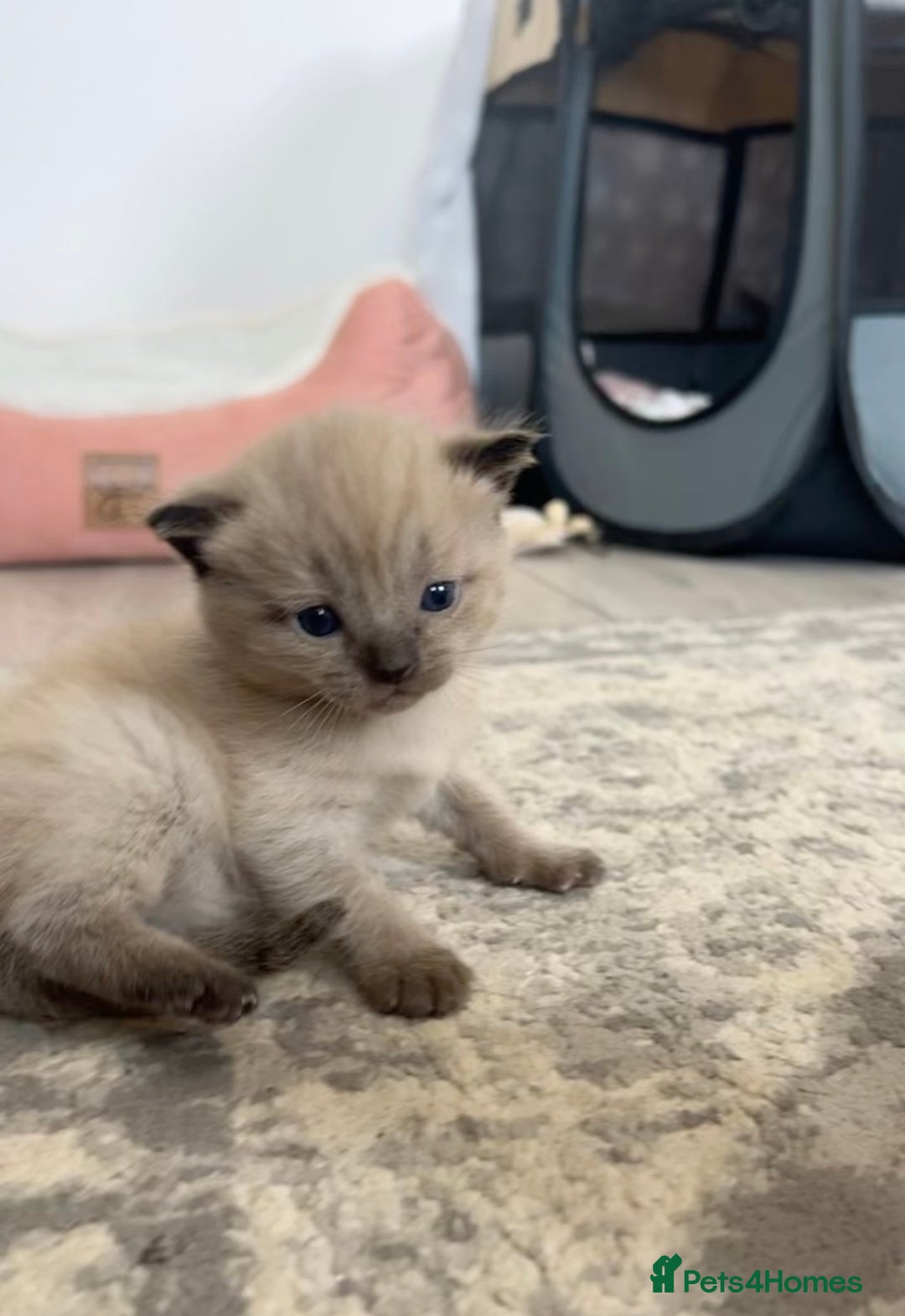 Ragdoll cats for sale: Ragdoll kittens £600-£1,000 - Image 17