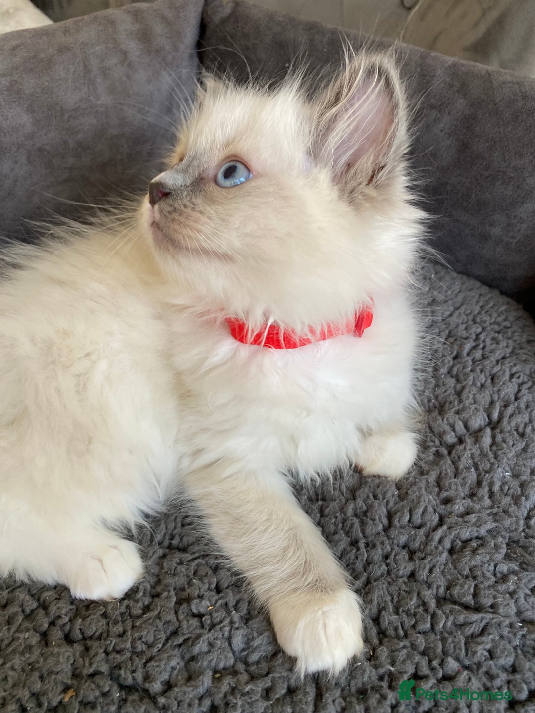 Ragdoll cats for sale: Ragdoll kittens  - Advert 9