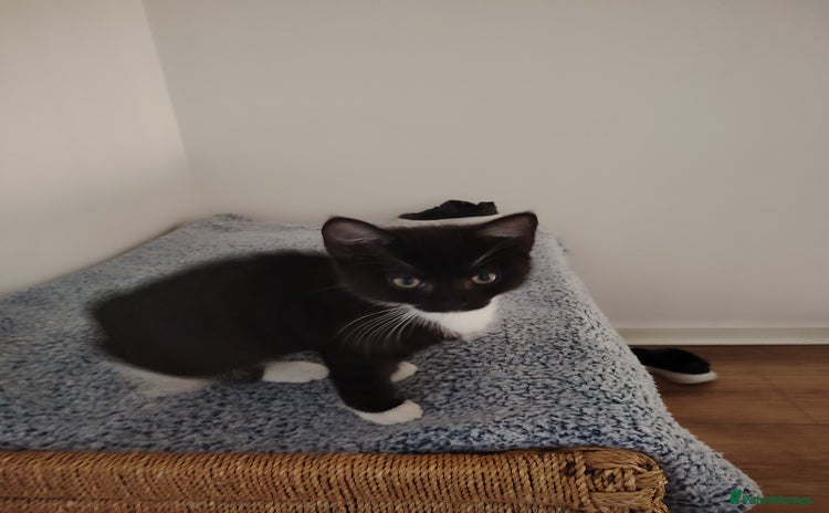 Domestic Shorthair cats - Advert 2