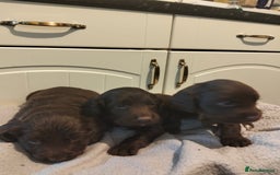 Cocker Spaniel dogs for sale: 7 beautiful cocker spaniels  - Image 25