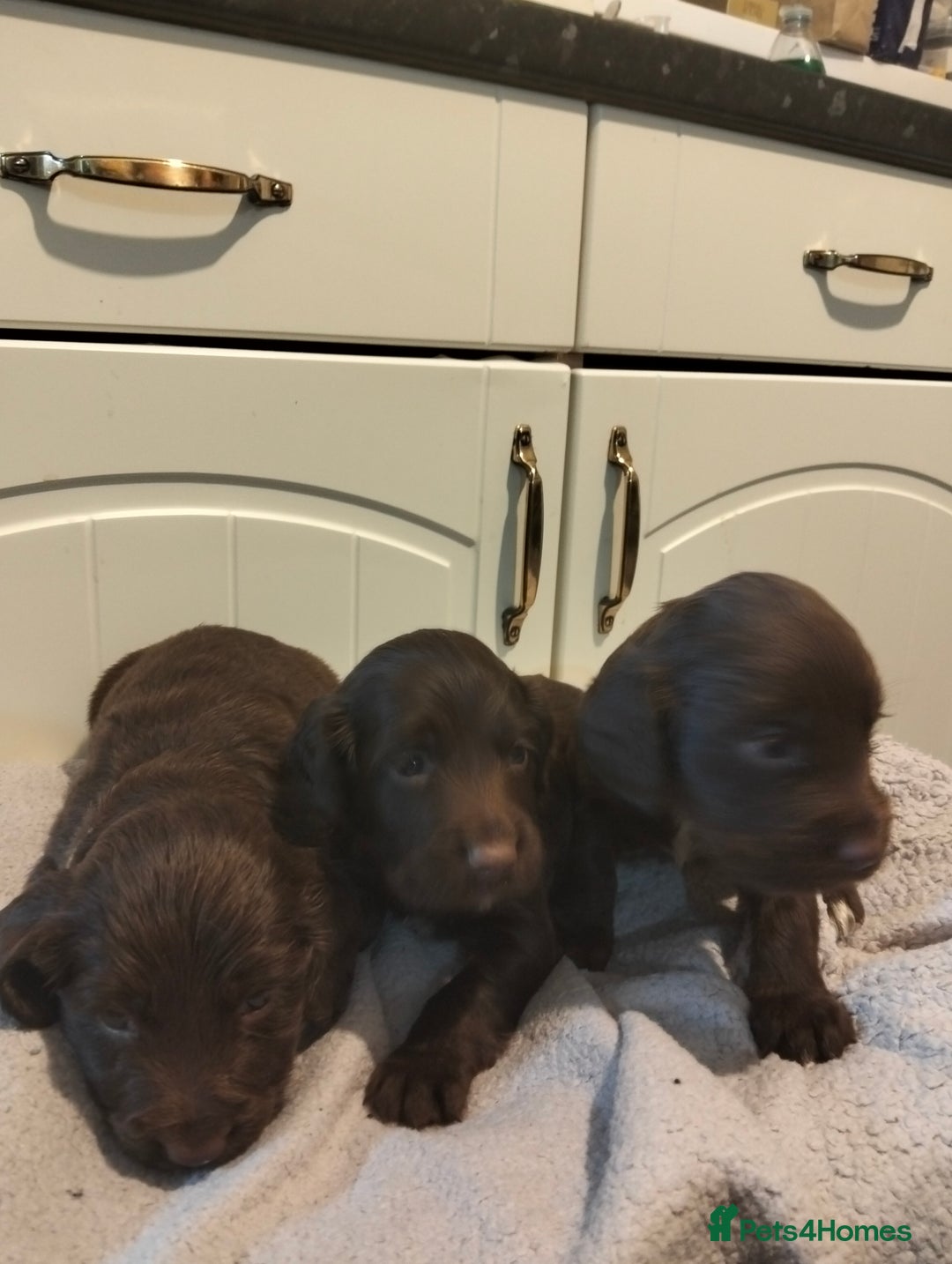 Cocker Spaniel dogs for sale: 7 beautiful cocker spaniels  - Image 25