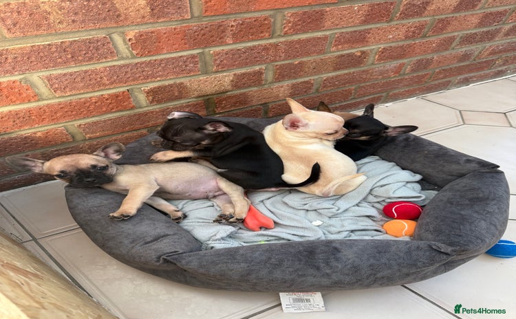 Mixed Breed dogs - Advert 4