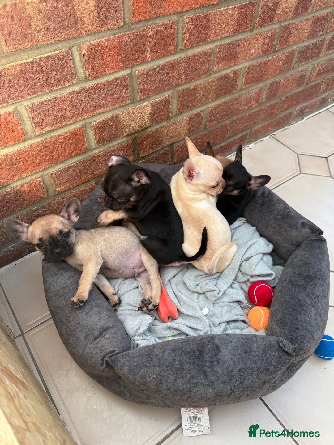 Mixed Breed dogs for sale: Frenchie x chihuahua pups - Image 1